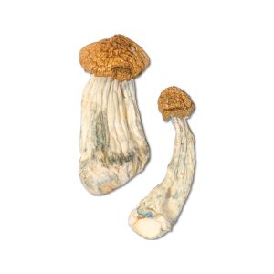Penis Envy Supreme – BOGO