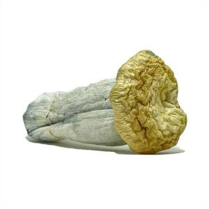 Yeti Mushrooms (28g)