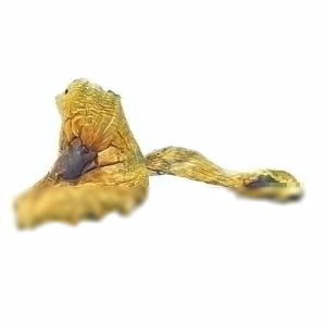 Brazilian Cubensis